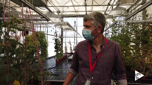 Nuevo mecanismo para controlar la maduracin del tomate