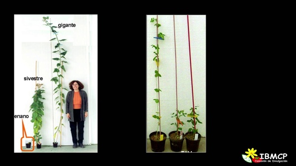 Cómo crecen las plantas