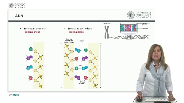 ADN: estructura