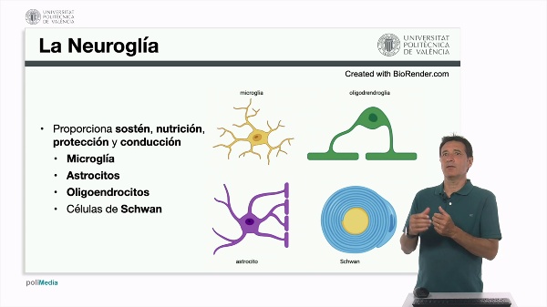 La neurogla
