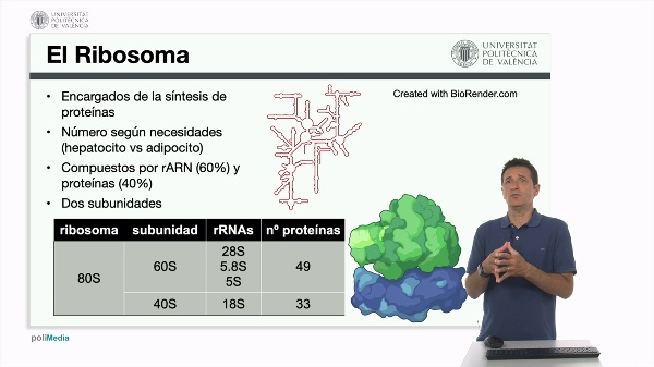 El ribosoma