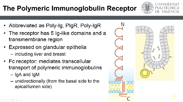 Receptor Polimérico de inmunoglobulinas