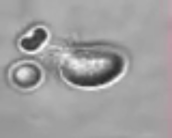 Ciliar cell