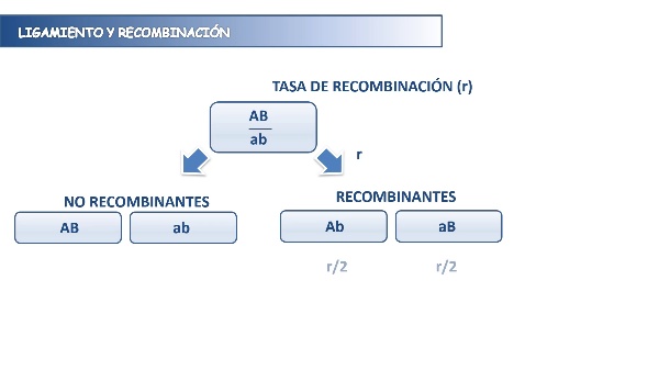 Genetics problems: linkage and recombination