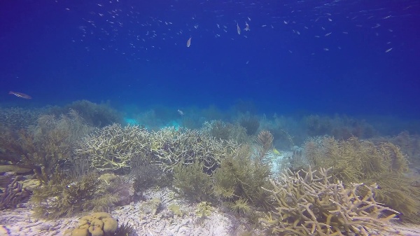 Zonación en arrecifes de coral