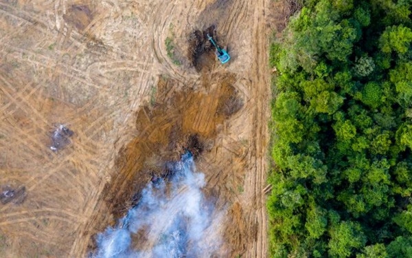 Los cuadernos del jardn