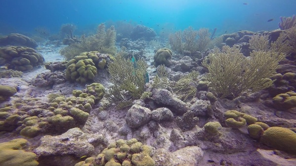 Arrecifes de coral:importancia de los peces loro