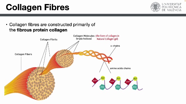 fibres of the extracellular matrix