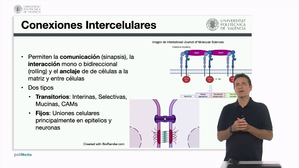 Conexiones intercelulares