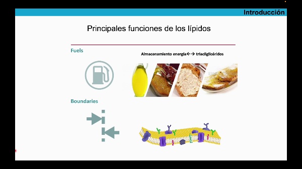 Estructura de los triacilglicridos
