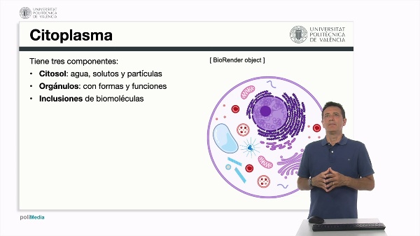 El citoplasma y el núcleo