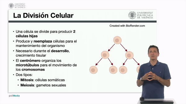 La divisin celular y el ciclo celular. La interfase