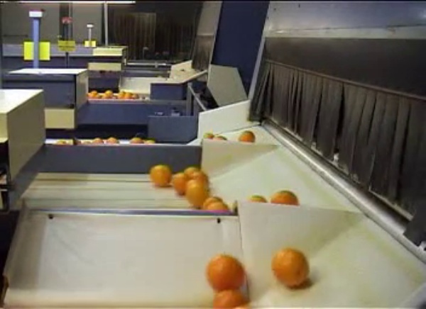 Sistema de visión artificial para la optimización del encerado de la fruta en el tratamiento post-cosecha