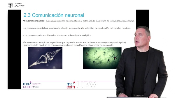 05_Neurociencia y Marketing_bases05_Neuronas_Parte 2