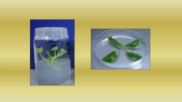 Establecimiento de cultivos in vitro a partir de semillas o de material de campo