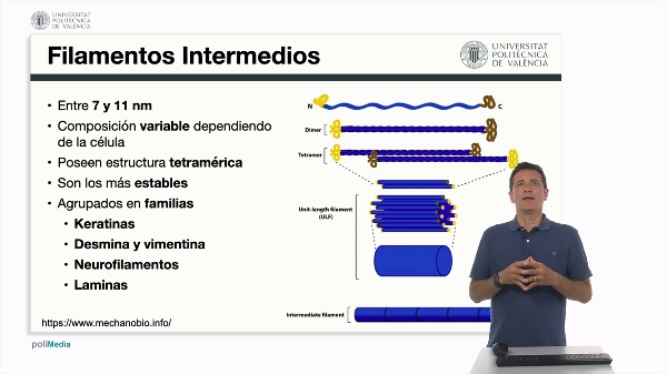 Los filamentos intermedios. Los microtúbulos
